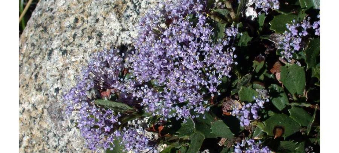 Ceanothus prostratus