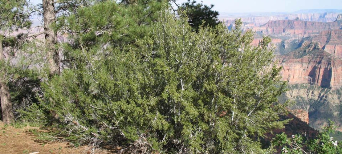 Cercocarpus ledifolius