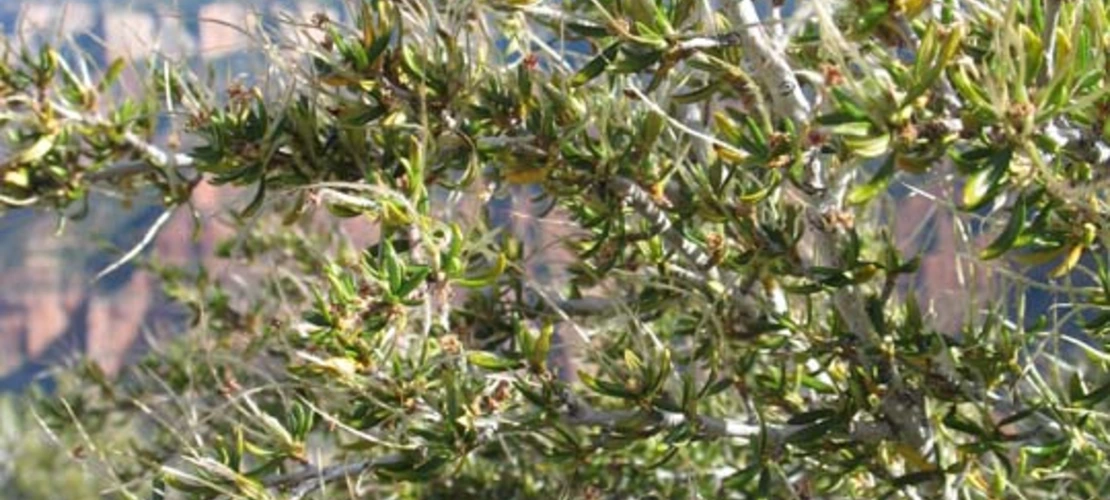 Cercocarpus ledifolius