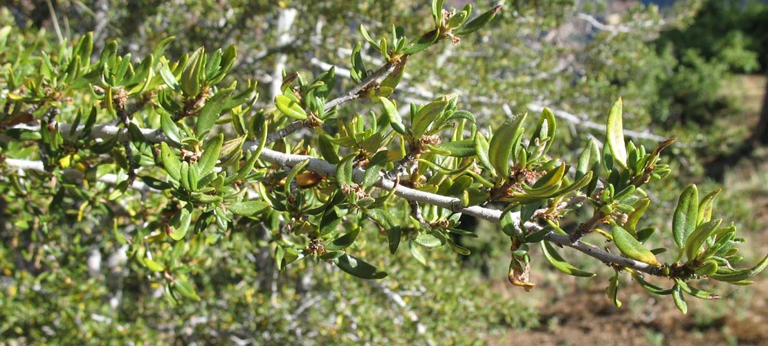 Cercocarpus ledifolius