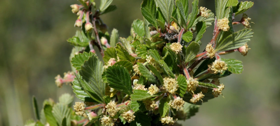Cercocarpus montanus