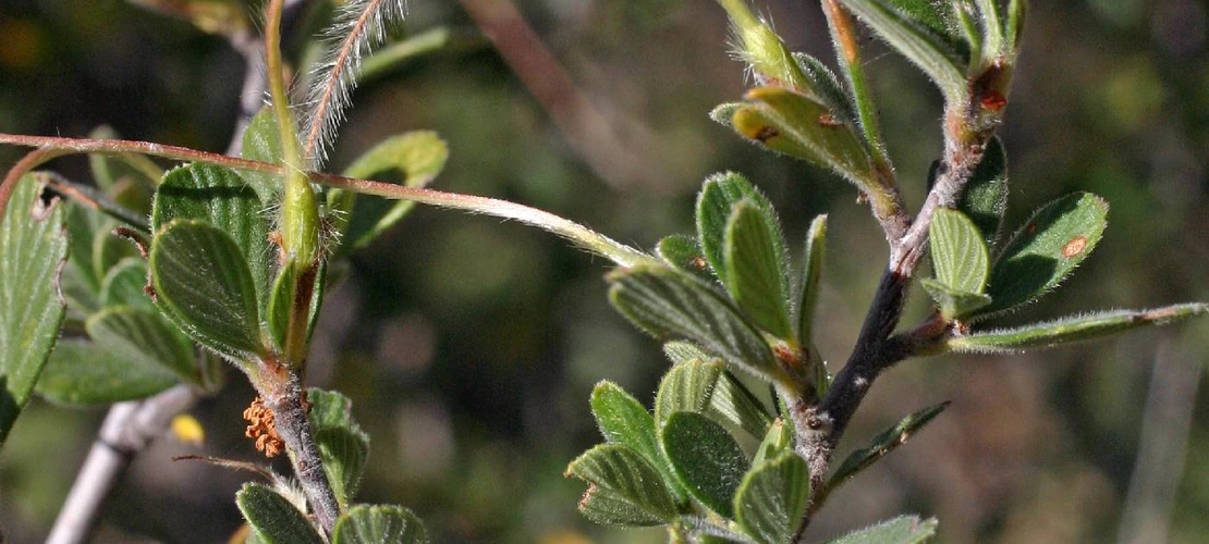 Cercocarpus montanus