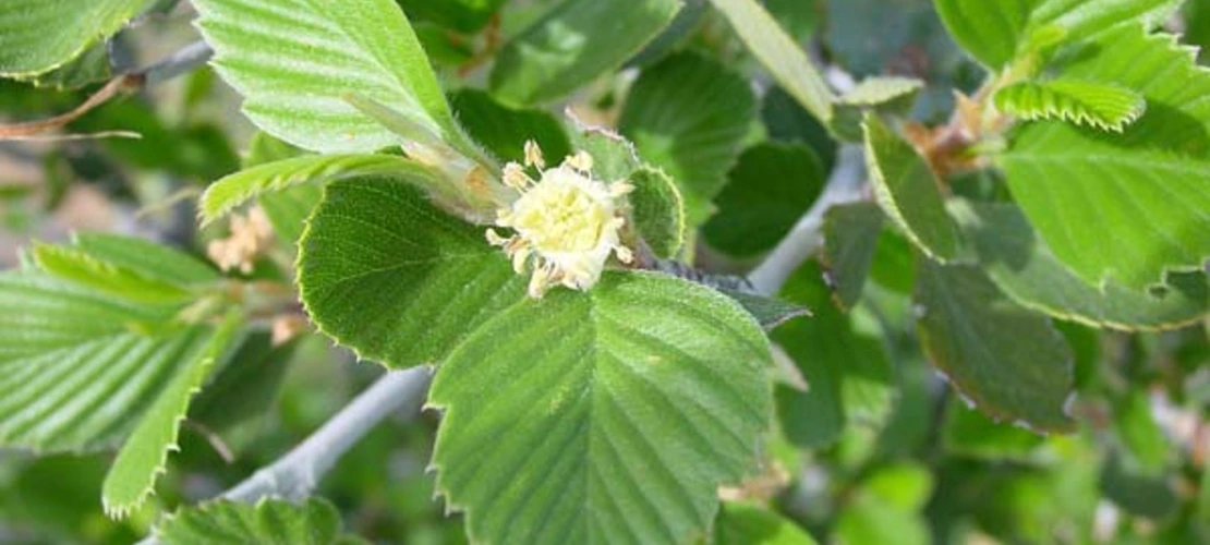 Cercocarpus montanus