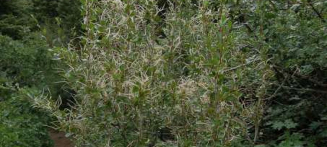 Cercocarpus montanus