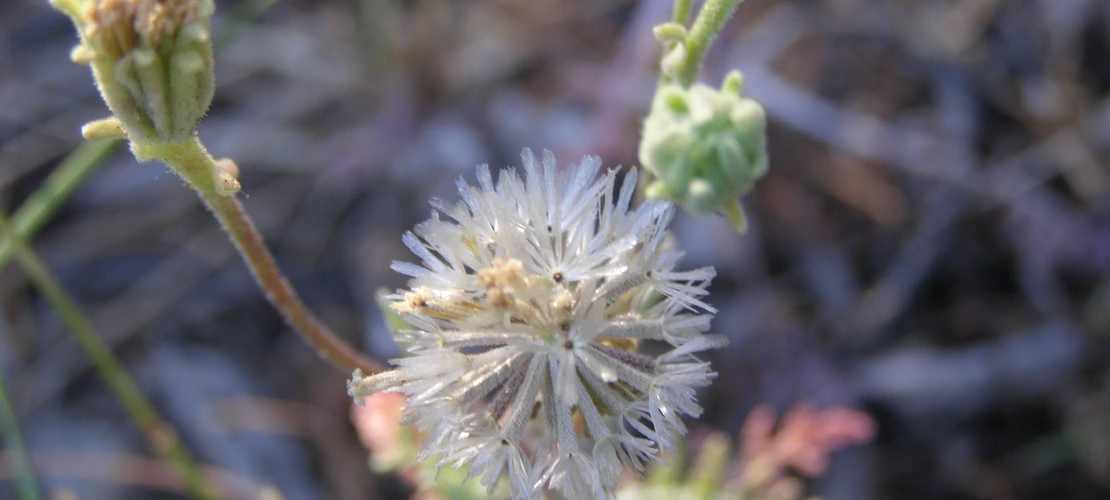 Chaenactis douglasii