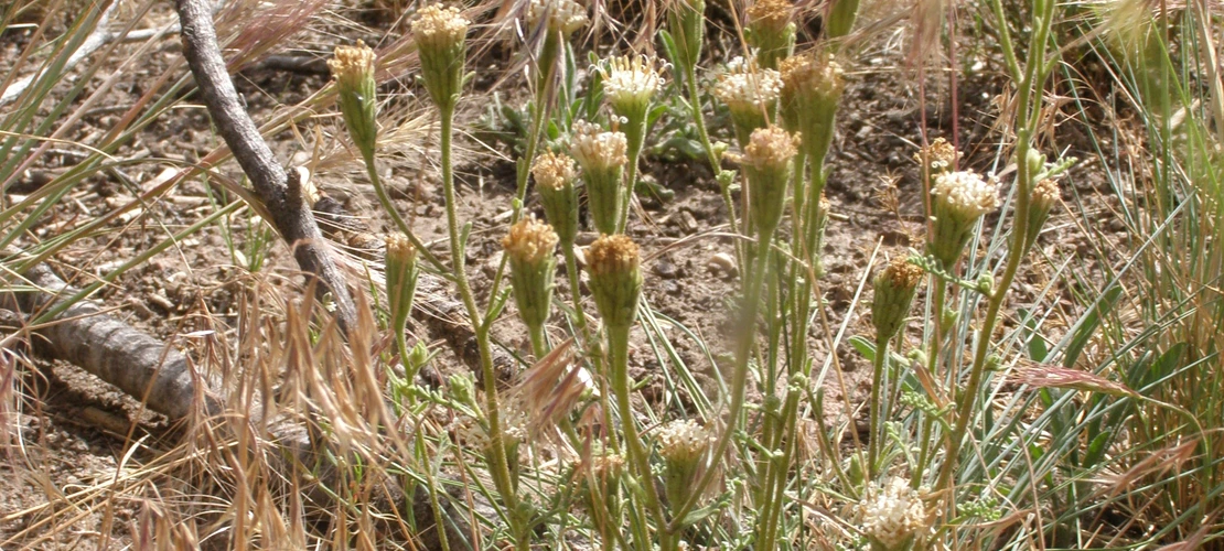 Chaenactis douglasii