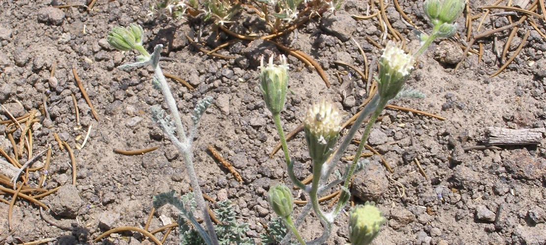 Chaenactis douglasii