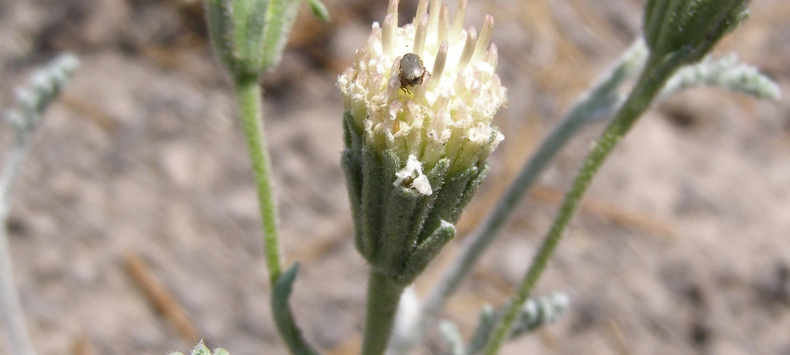 Chaenactis douglasii