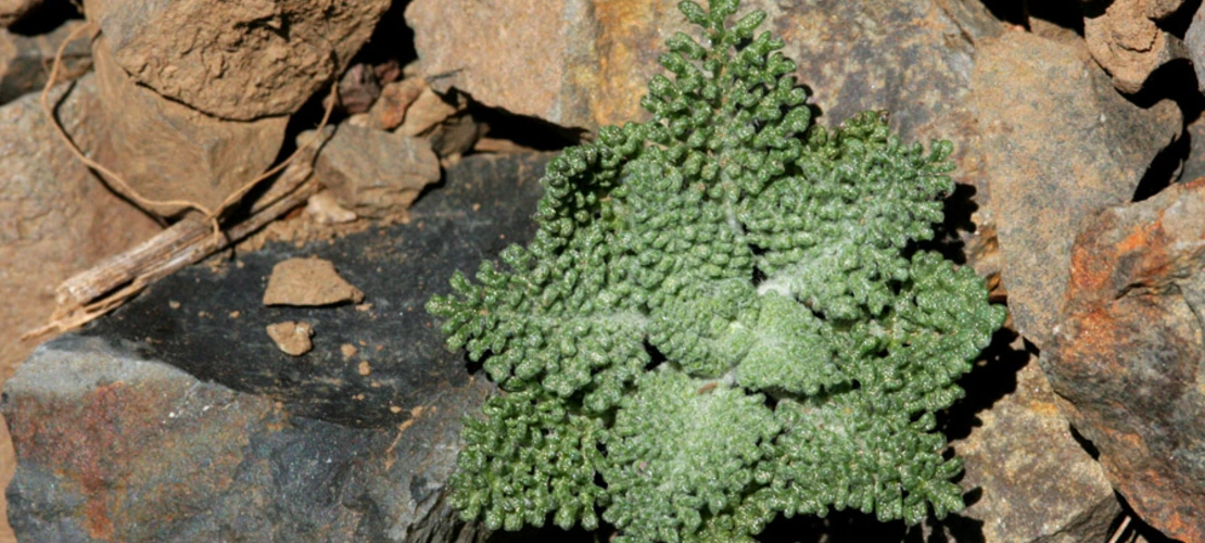 Chaenactis douglasii