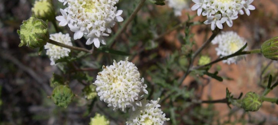 Chaenactis stevioides