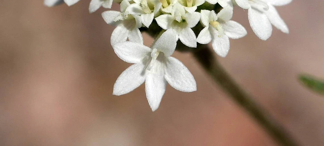 Chaenactis stevioides