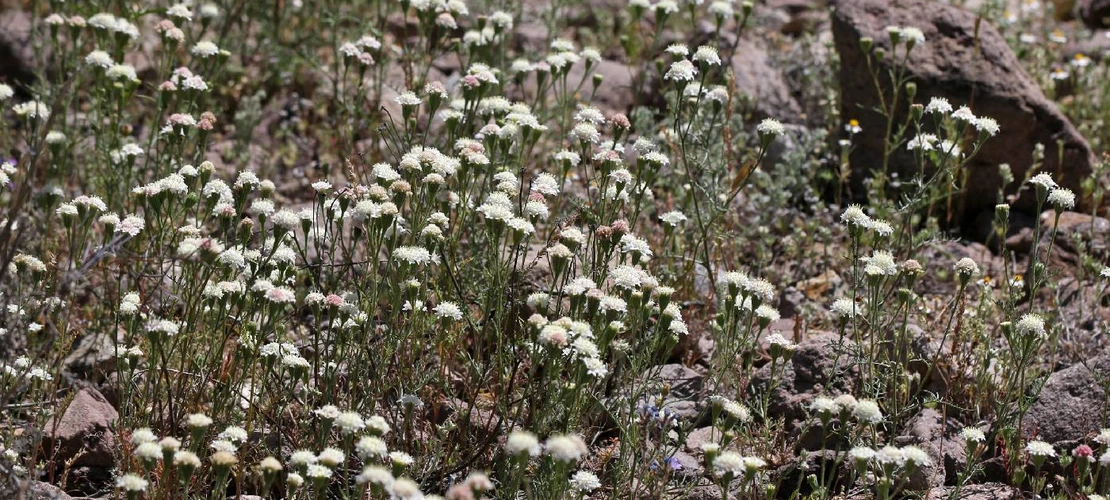 Chaenactis stevioides