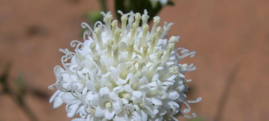 Chaenactis stevioides