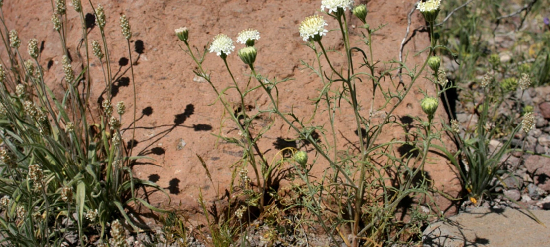 Chaenactis stevioides