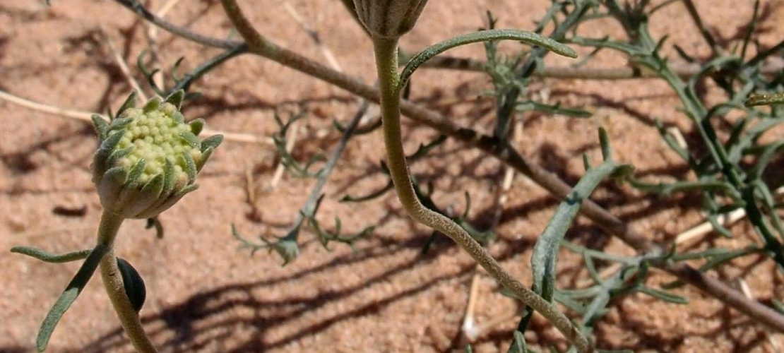 Chaenactis stevioides