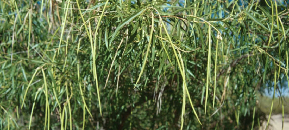Chilopsis linearis