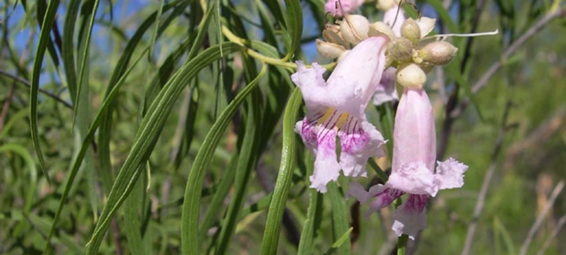 Chilopsis linearis