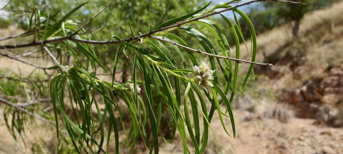 Chilopsis linearis