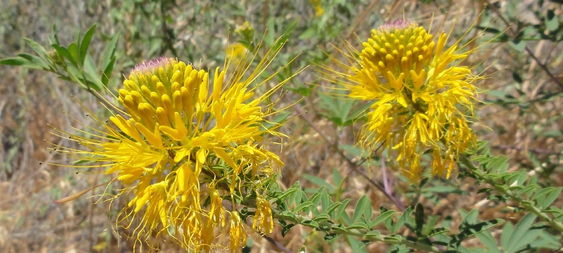 Cleome lutea