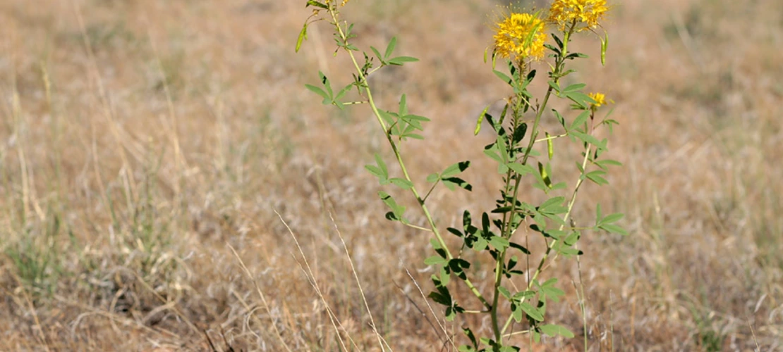Cleome lutea