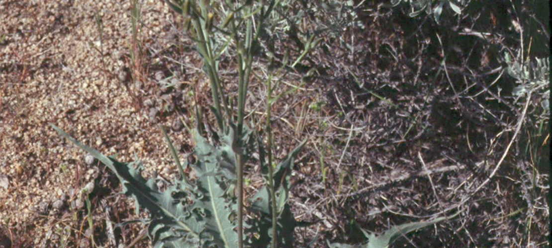 Crepis acuminata