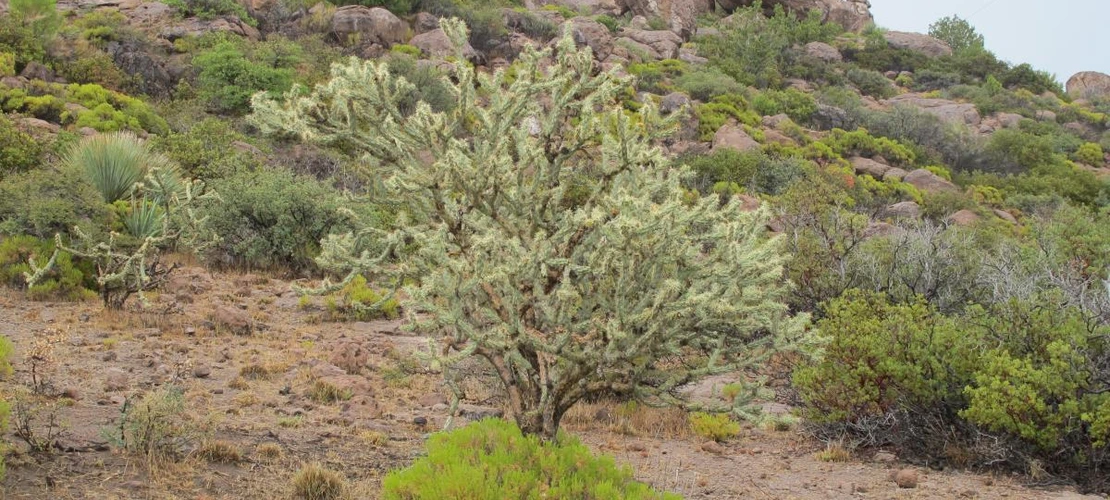 Cylindropuntia acanthocarpa