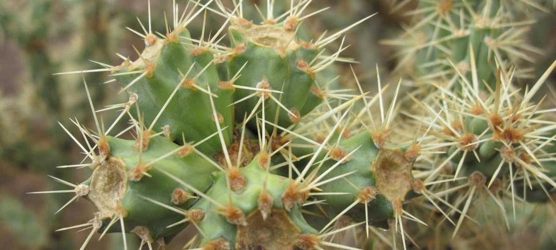 Cylindropuntia acanthocarpa