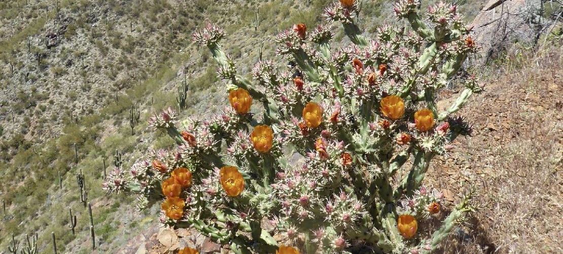 Cylindropuntia acanthocarpa