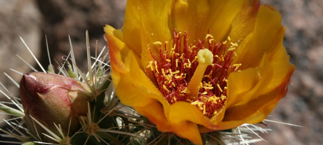 Cylindropuntia acanthocarpa