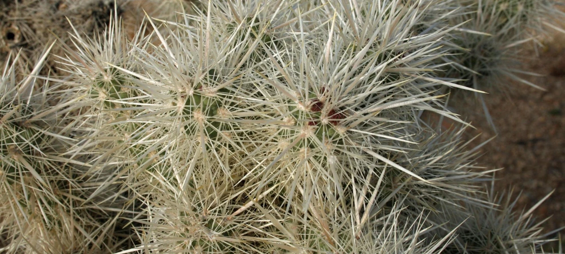 Cylindropuntia echinocarpa