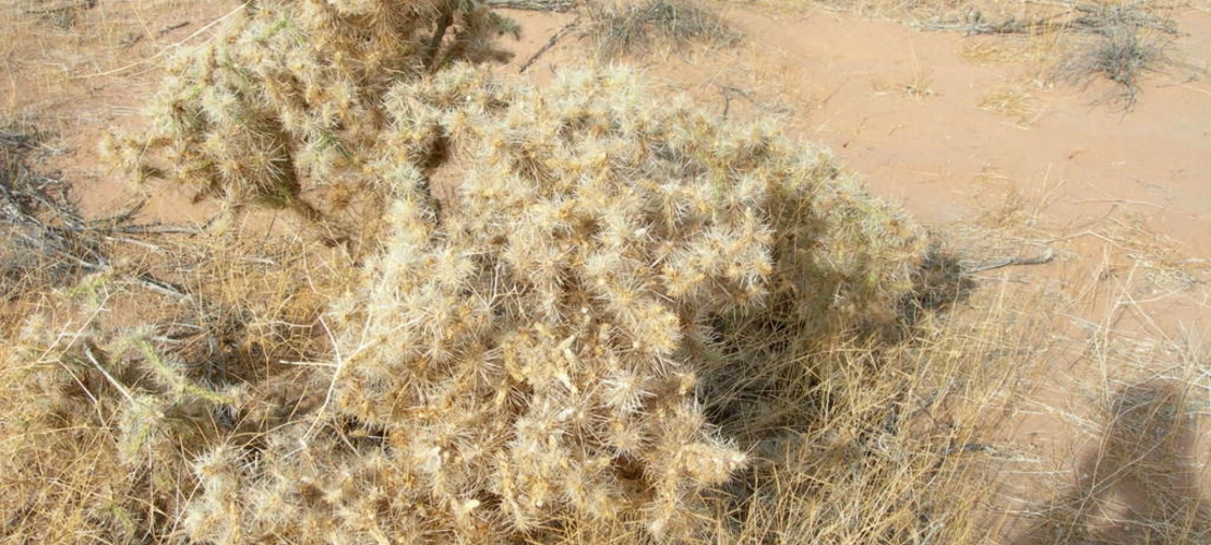 Cylindropuntia echinocarpa