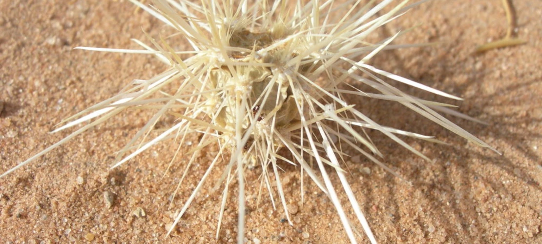 Cylindropuntia echinocarpa