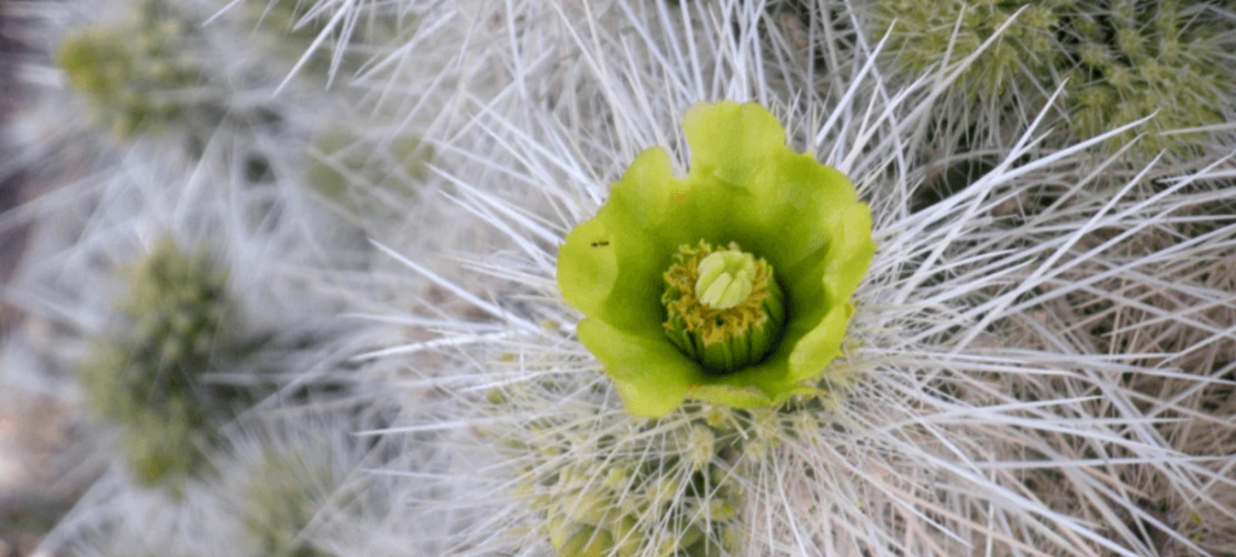 Cylindropuntia multigeniculata