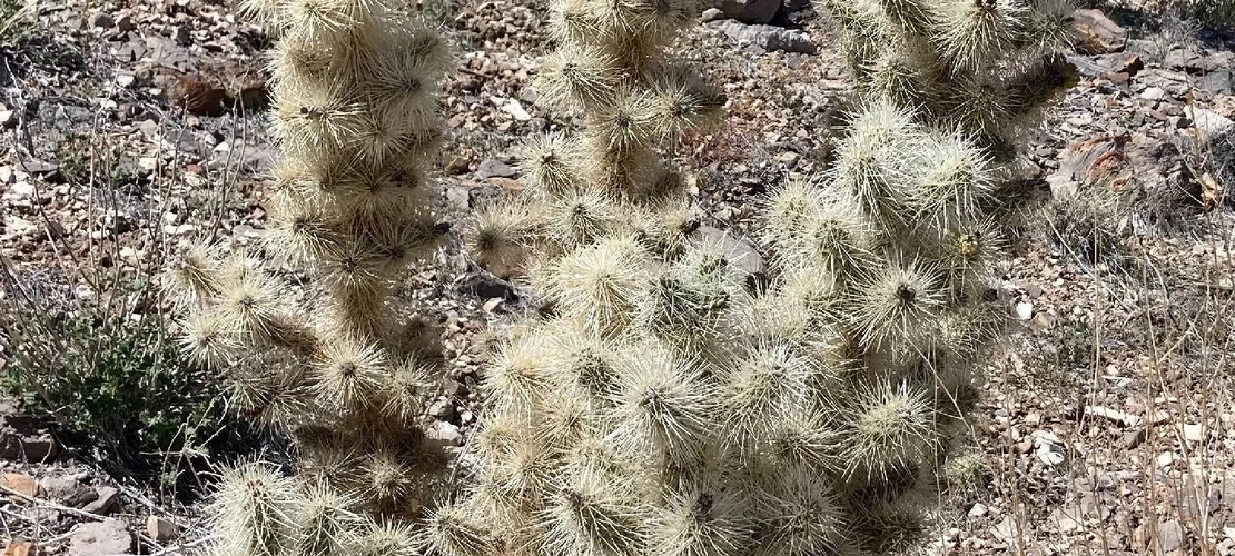 Cylindropuntia multigeniculata