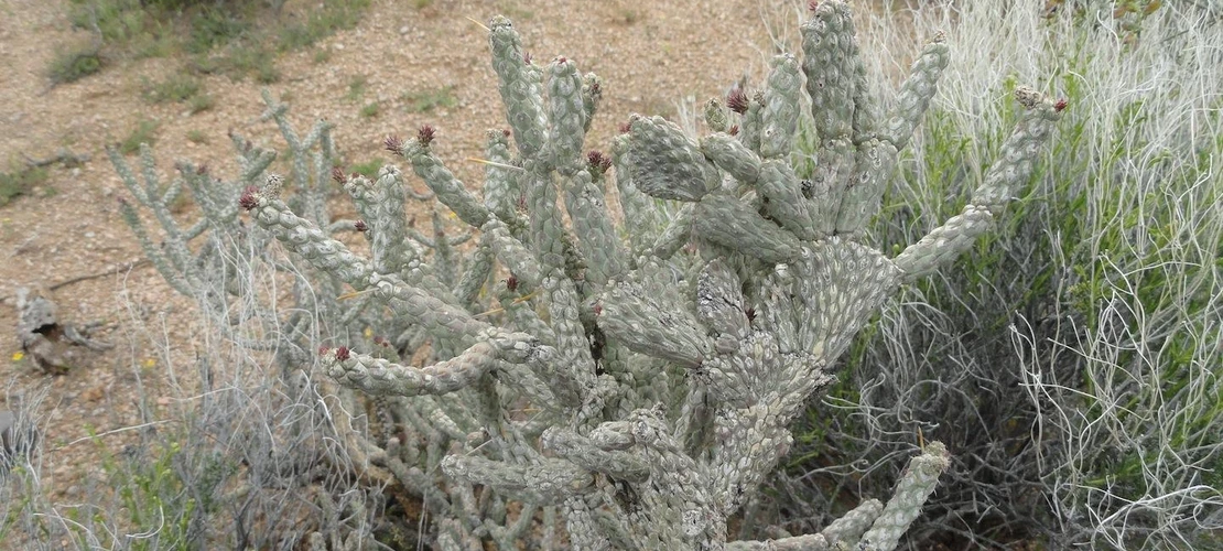 Cylindropuntia ramosissima