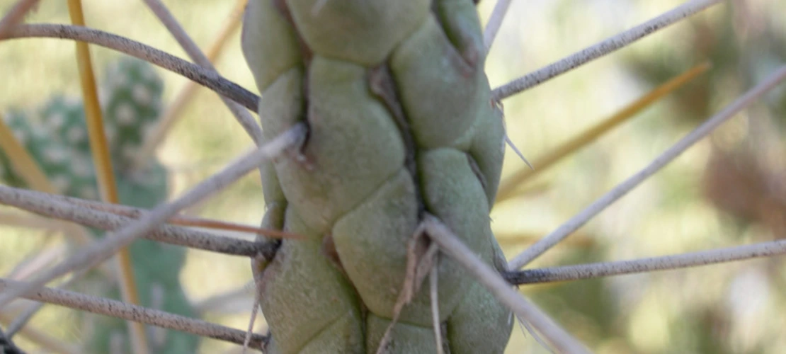 Cylindropuntia ramosissima