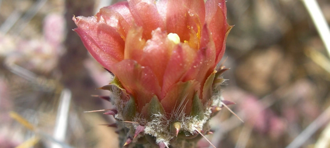 Cylindropuntia ramosissima