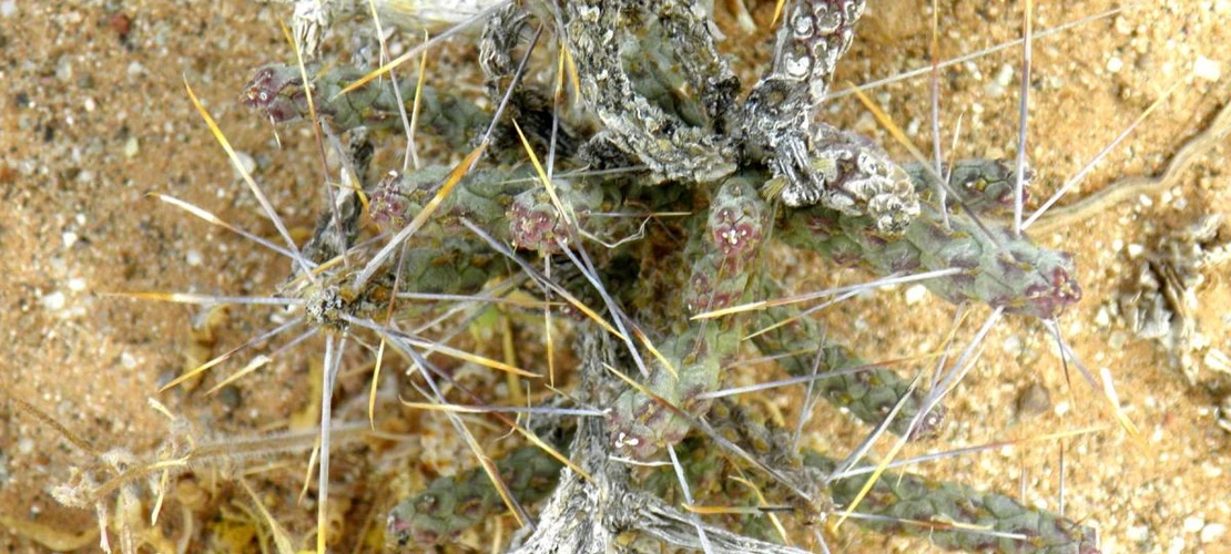 Cylindropuntia ramosissima