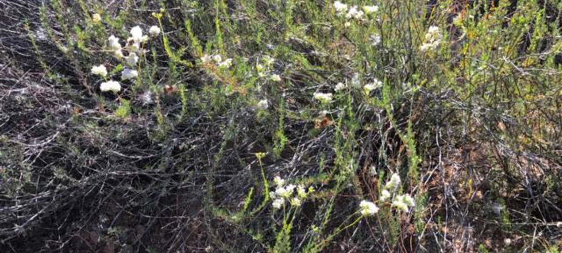 Eriogonum fasciculatum