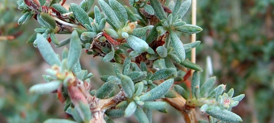 Eriogonum fasciculatum