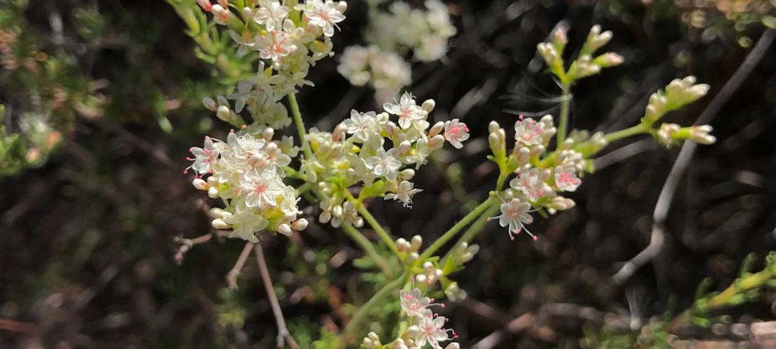 Eriogonum fasciculatum