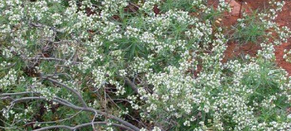 eriodictyon angustifolium