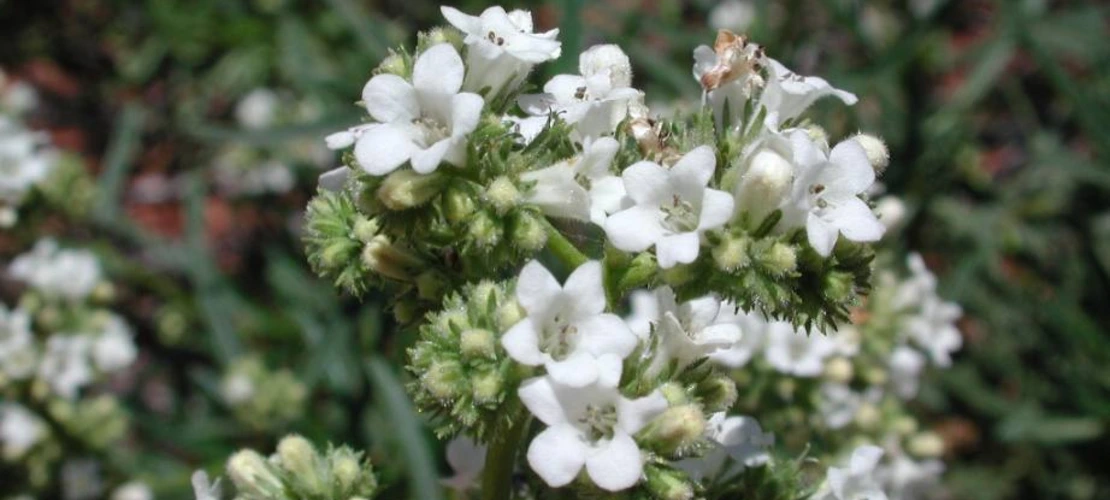 eriodictyon angustifolium