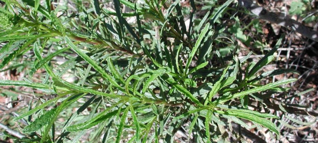 eriodictyon angustifolium