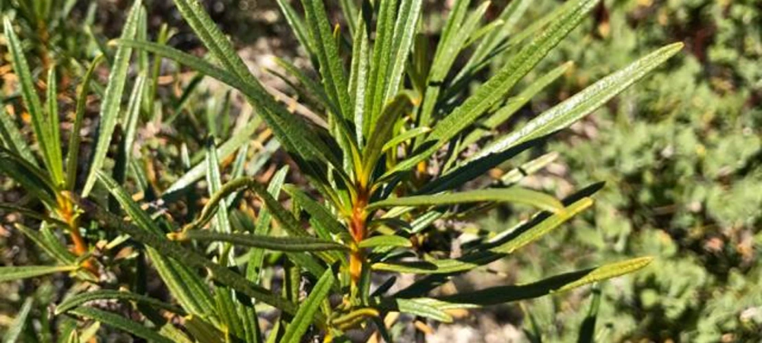 eriodictyon angustifolium