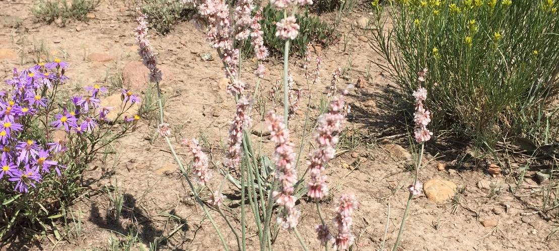 Eriogonum racemosum
