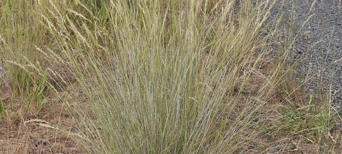 Elymus wawawaiensis