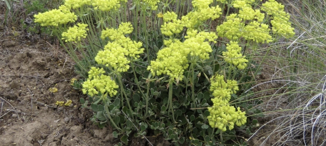 Eriogonum umbellatum