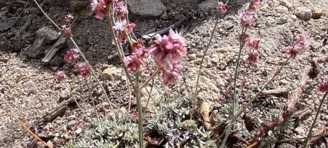 Eriogonum wrightii