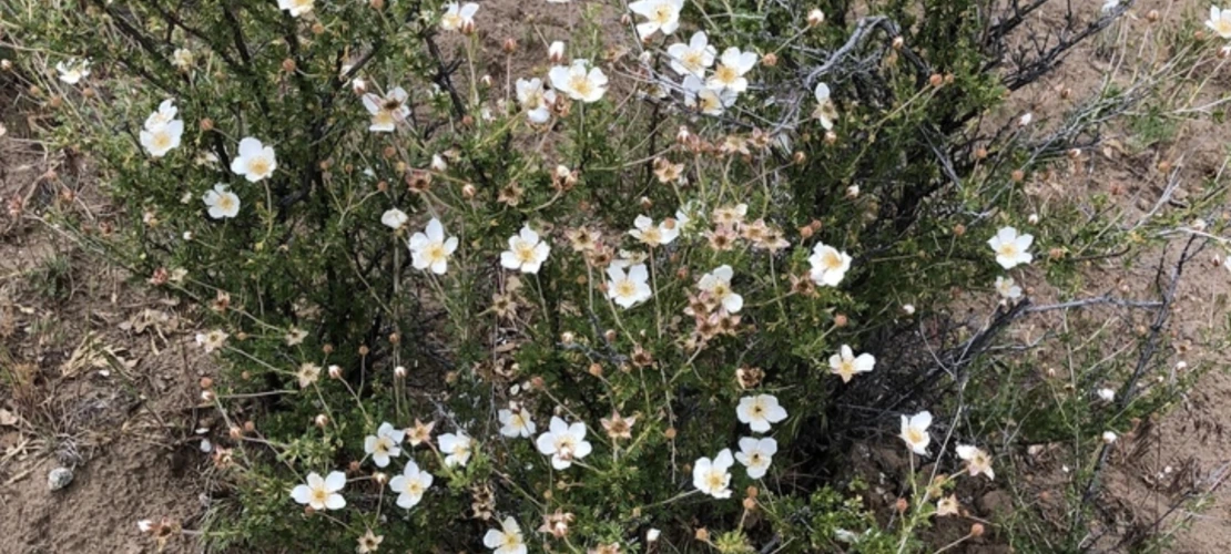 Apache Plume flowering